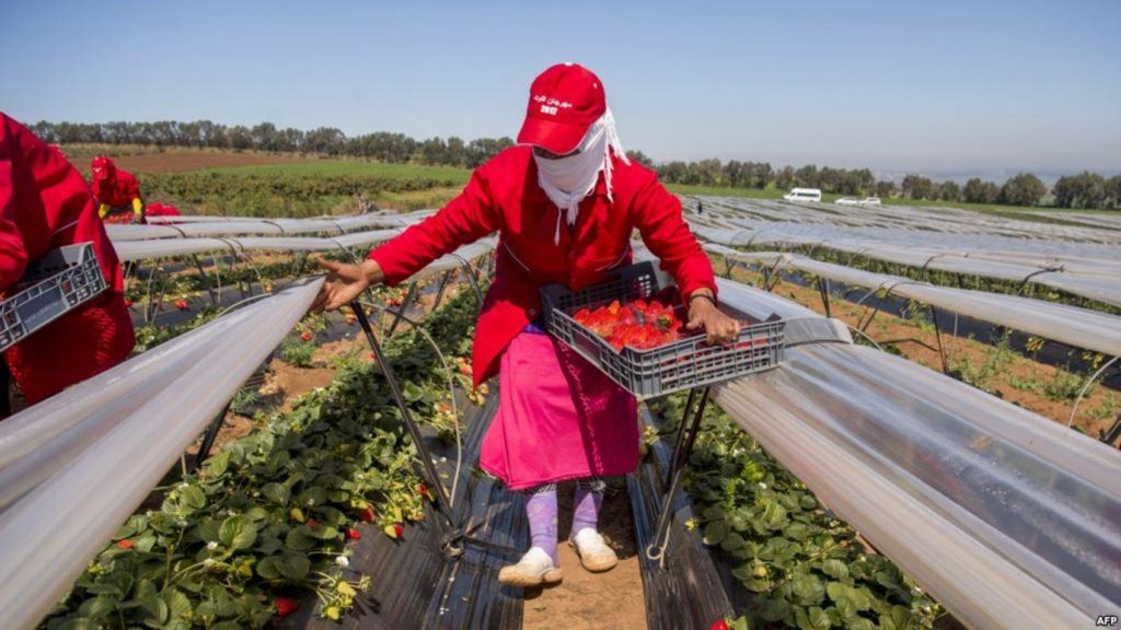 عاملة فراولة